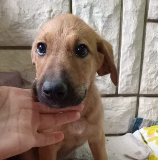 Lilly, puppy Mixed Breed for adoption at Ankerhunde e.V., Novi Grad