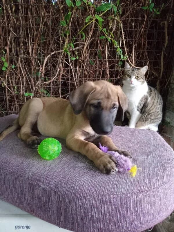 Chiara, puppy Mixed Breed for adoption at Ankerhunde e.V., Novi Grad