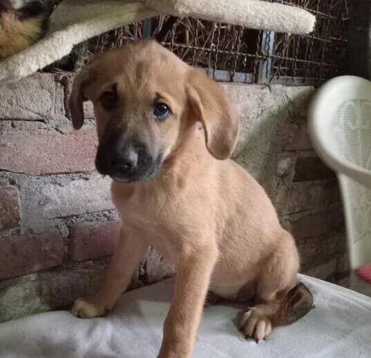 Lotte, puppy Mixed Breed for adoption at Ankerhunde e.V., Novi Grad