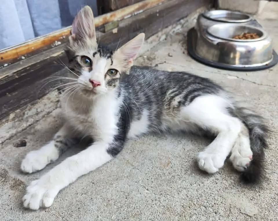 Farah, puppy Mixed Breed for adoption at Ankerhunde e.V., Novi Grad