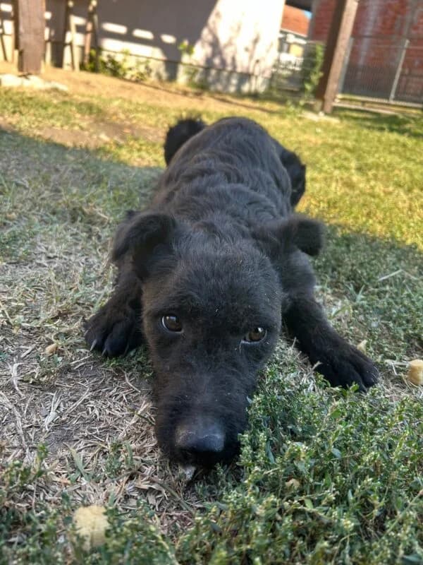 Olivia, female puppy Mixed Breed for adoption at Ankerhunde e.V., Novi Grad
