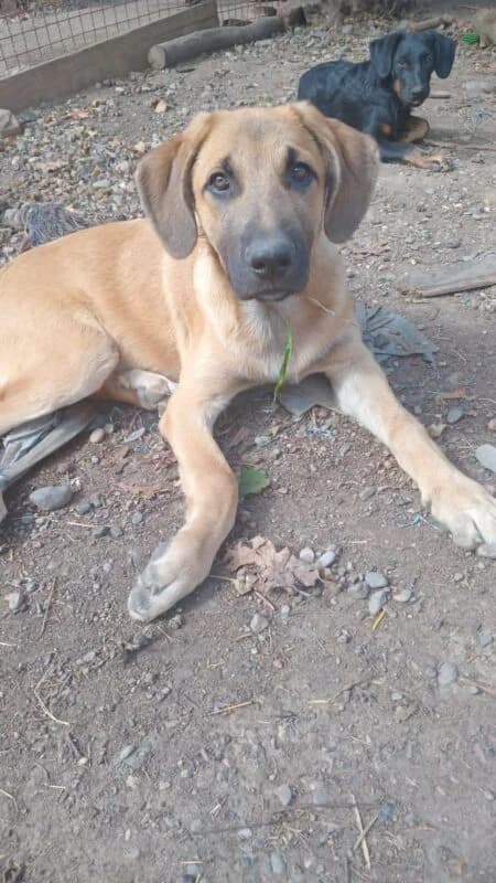 Louis, puppy Mixed Breed for adoption at Ankerhunde e.V., Novi Grad