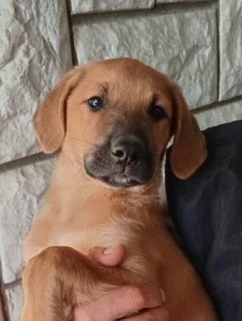 Freddy, puppy Mixed Breed for adoption at Ankerhunde e.V., Novi Grad