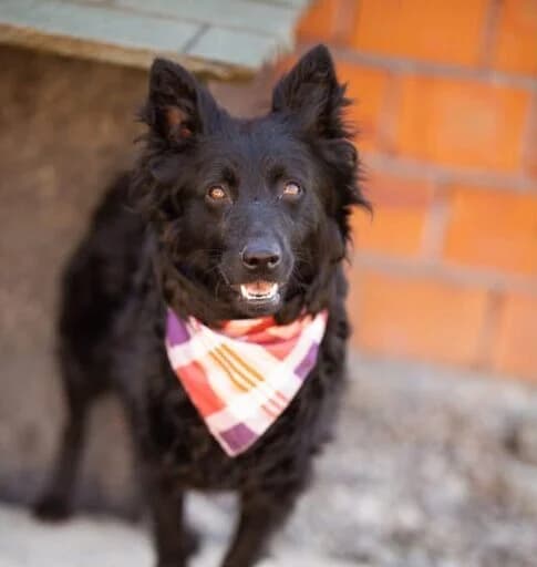 Kimi, female 5yo Mixed Breed for adoption at Ankerhunde e.V., Novi Grad