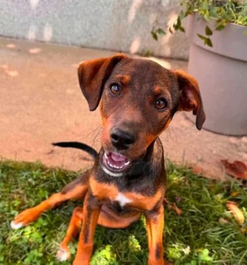 Feli, puppy Mixed Breed for adoption at Ankerhunde e.V., Novi Grad