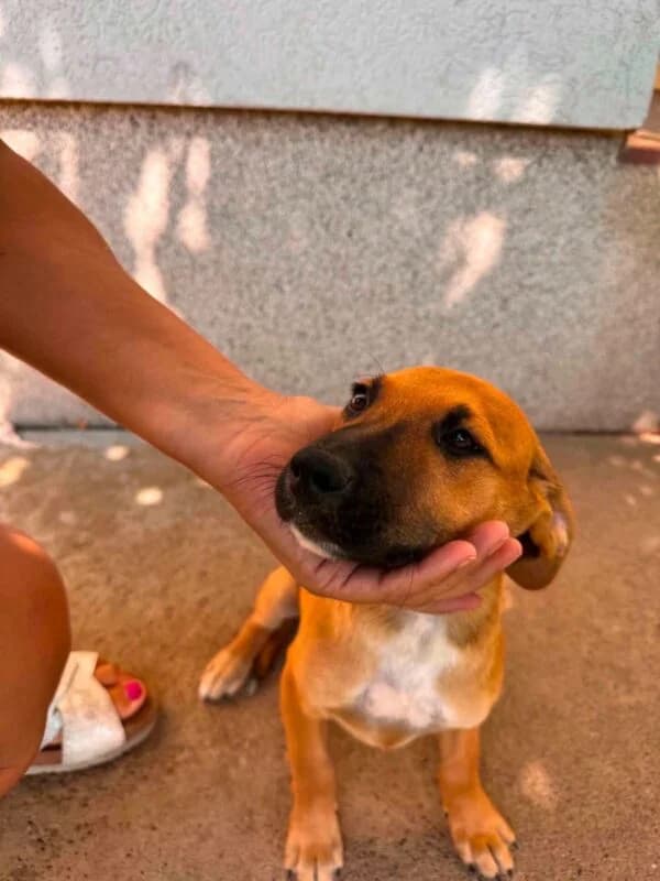 Mijou, puppy Mixed Breed for adoption at Ankerhunde e.V., Novi Grad