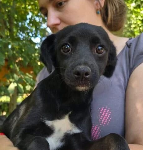 Josy, puppy Mixed Breed for adoption at Ankerhunde e.V., Novi Grad