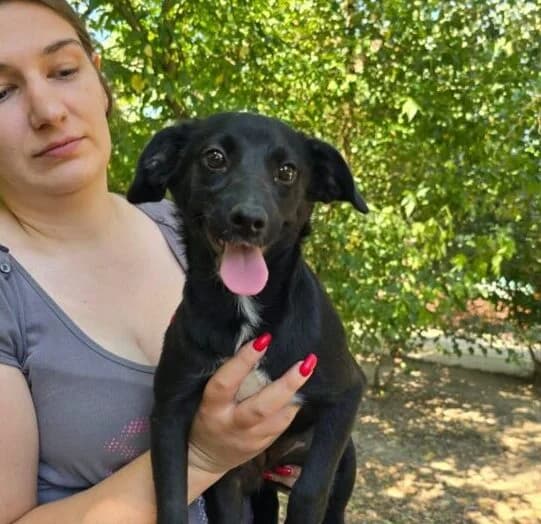 Tammy, puppy Mixed Breed for adoption at Ankerhunde e.V., Novi Grad