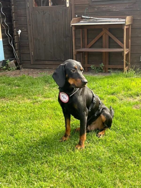 Emil, 3yo Mixed Breed for adoption at Ankerhunde e.V., Novi Grad