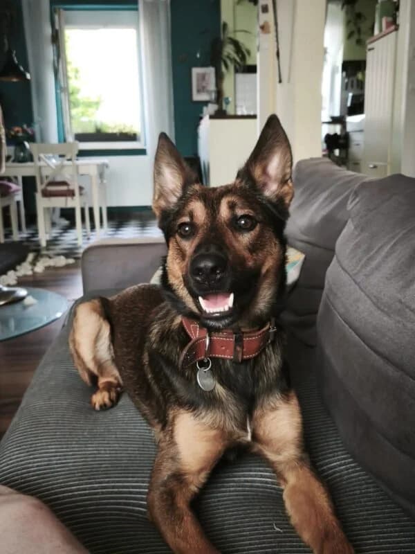 Mocci, 5yo Mixed Breed for adoption at Ankerhunde e.V., Novi Grad