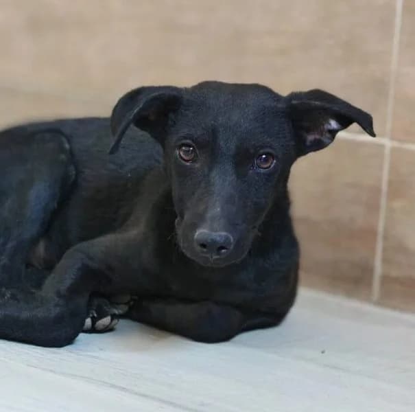 Tira, female puppy Mixed Breed for adoption at Ankerhunde e.V., Novi Grad