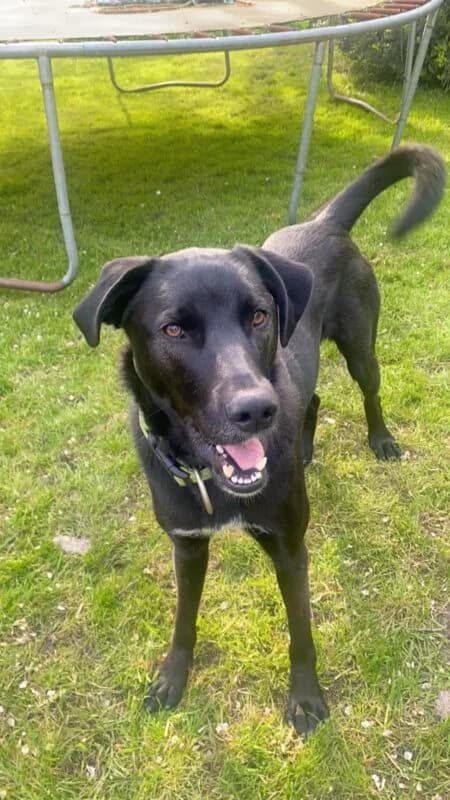 Pablo, 4yo Mixed Breed for adoption at Ankerhunde e.V., Novi Grad