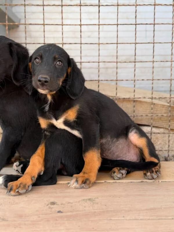 Benny, puppy Mixed Breed for adoption at Ankerhunde e.V., Novi Grad