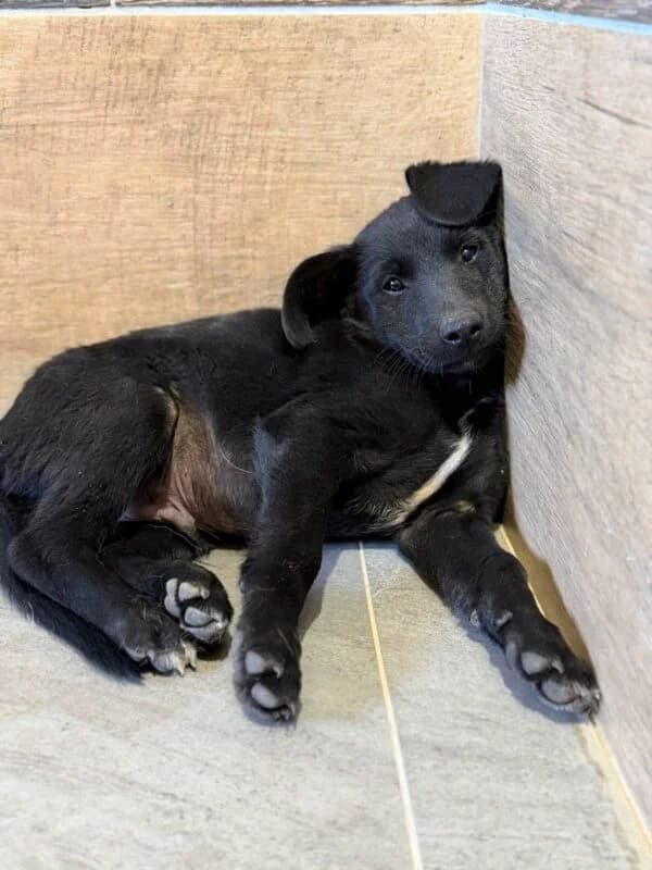 Freddy, puppy Mixed Breed for adoption at Ankerhunde e.V., Novi Grad