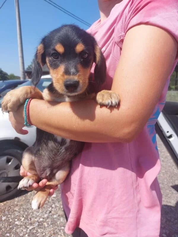 Pepi, male puppy Mixed Breed for adoption at Ankerhunde e.V., Novi Grad