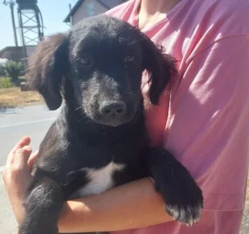 Marlo, male puppy Mixed Breed for adoption at Ankerhunde e.V., Novi Grad