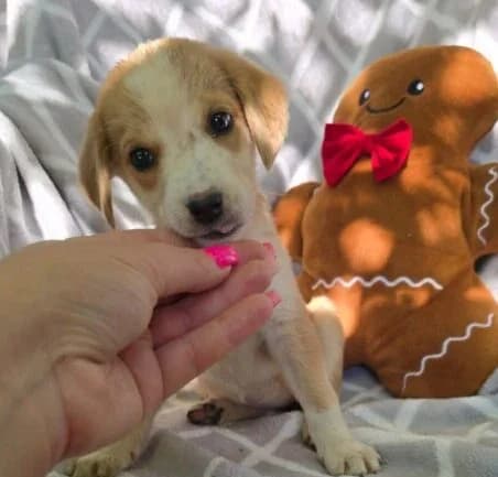 Loona, female puppy Mixed Breed for adoption at Ankerhunde e.V., Novi Grad