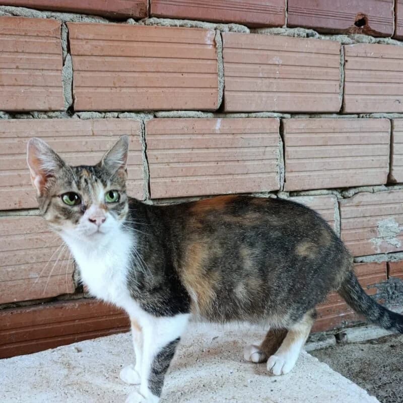 Jade, 5yo Mixed Breed for adoption at Ankerhunde e.V., Novi Grad