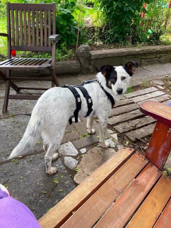 Valentina, female 3yo Mixed Breed for adoption at Ankerhunde e.V., Novi Grad