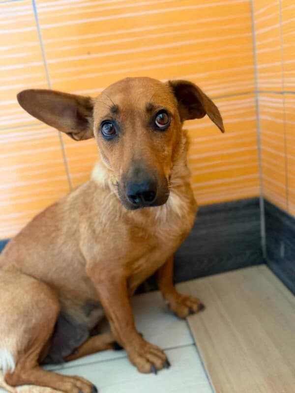 Molly, female 3yo Mixed Breed for adoption at Ankerhunde e.V., Novi Grad