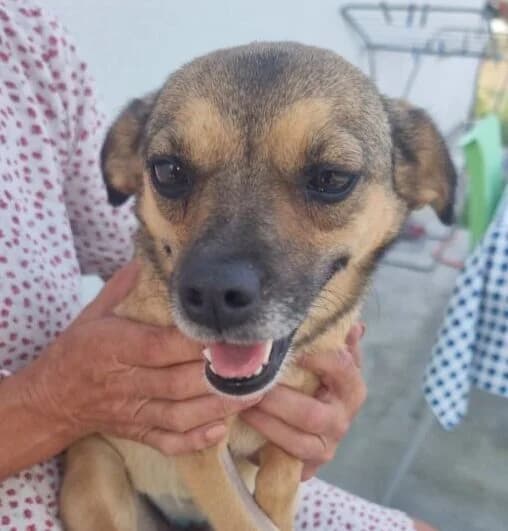 Alex, female 4yo Mixed Breed for adoption at Ankerhunde e.V., Novi Grad