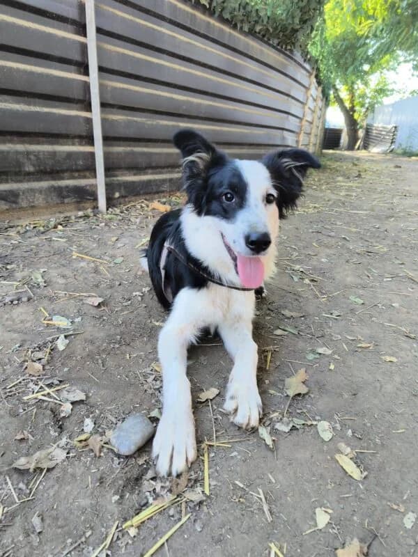 Frenki, puppy Mixed Breed for adoption at Ankerhunde e.V., Novi Grad