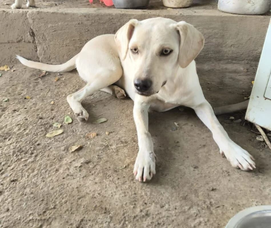 Casey, young Mixed Breed for adoption at Ankerhunde e.V., Novi Grad