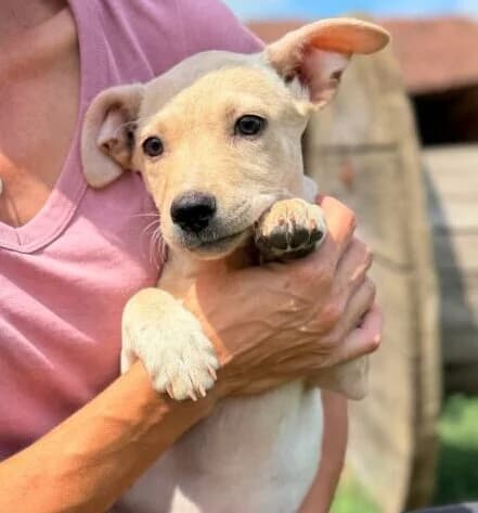 Sina, puppy Mixed Breed for adoption at Ankerhunde e.V., Novi Grad
