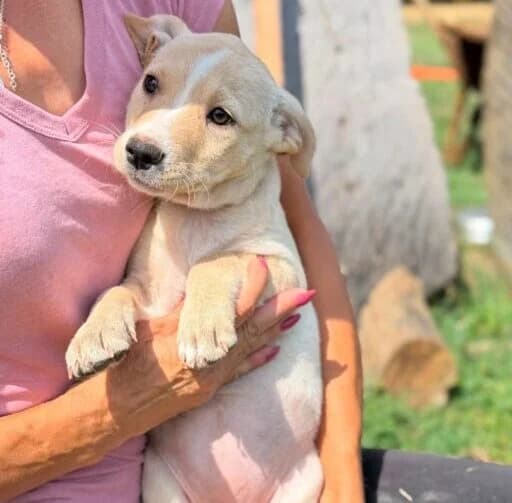 Talina, puppy Mixed Breed for adoption at Ankerhunde e.V., Novi Grad
