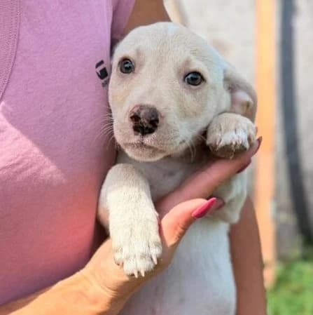 Merlin, puppy Mixed Breed for adoption at Ankerhunde e.V., Novi Grad