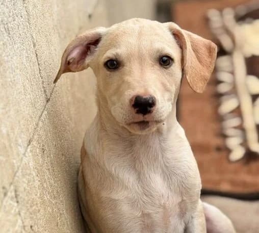 Konrad, puppy Mixed Breed for adoption at Ankerhunde e.V., Novi Grad