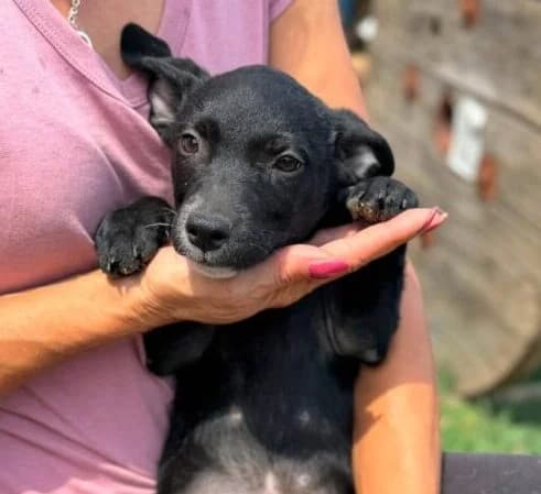 Ria, puppy Mixed Breed for adoption at Ankerhunde e.V., Novi Grad