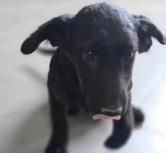 Lilly, puppy Mixed Breed for adoption at Ankerhunde e.V., Novi Grad