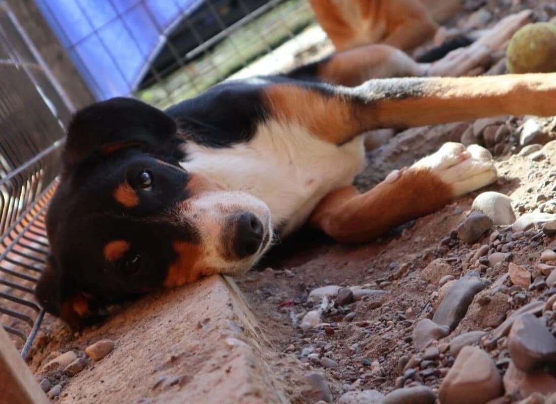 Tamara, puppy Mixed Breed for adoption at Ankerhunde e.V., Novi Grad
