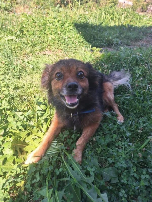 Schnucki, senior Mixed Breed for adoption at Ankerhunde e.V., Novi Grad