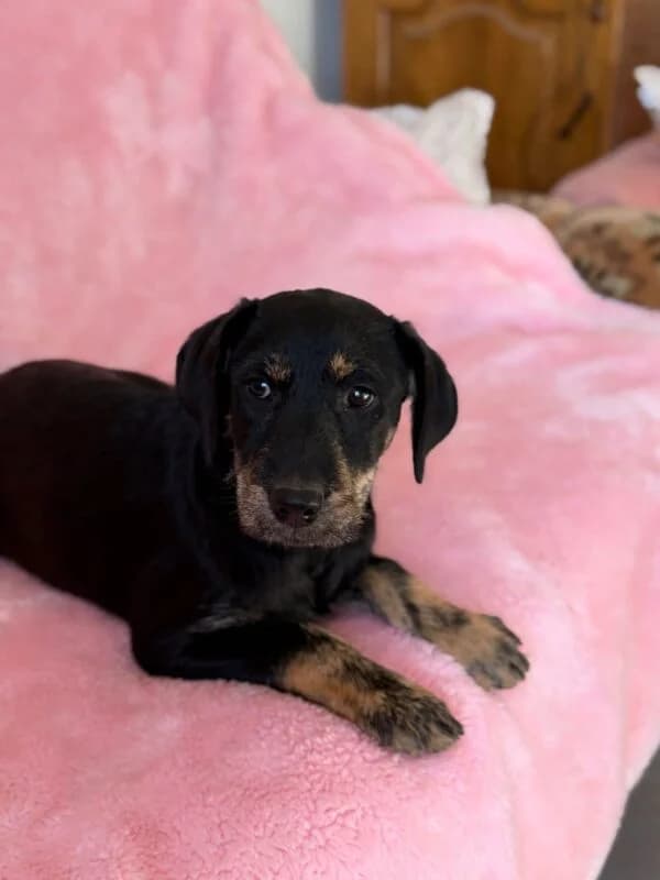 Bonzo, puppy Mixed Breed for adoption at Ankerhunde e.V., Novi Grad
