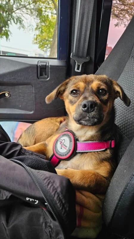 Lara, puppy Mixed Breed for adoption at Ankerhunde e.V., Novi Grad