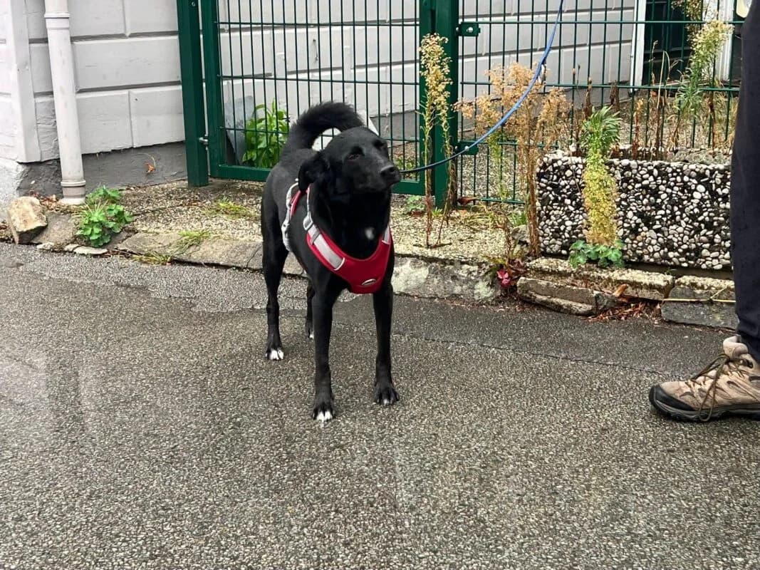 Danny, 3yo Mixed Breed for adoption at Ankerhunde e.V., Novi Grad
