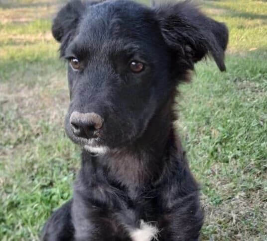 Bonny, puppy Mixed Breed for adoption at Ankerhunde e.V., Novi Grad