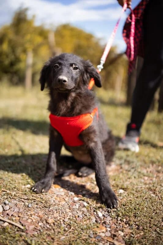 Lila, female puppy Mixed Breed for adoption at Ankerhunde e.V., Novi Grad