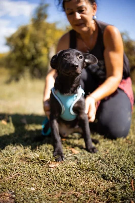 Bubi, male puppy Mixed Breed for adoption at Ankerhunde e.V., Novi Grad