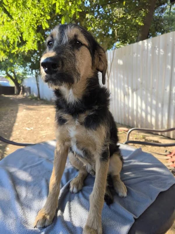 Nacho, puppy Mixed Breed for adoption at Ankerhunde e.V., Novi Grad