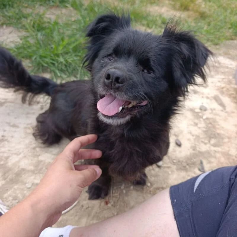 Jeanny, 5yo Mixed Breed for adoption at Ankerhunde e.V., Novi Grad