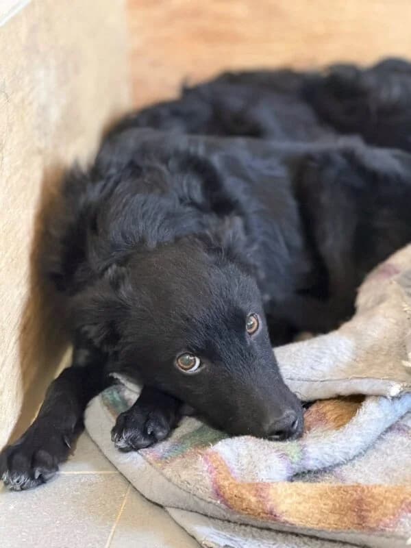Monti, puppy Mixed Breed for adoption at Ankerhunde e.V., Novi Grad