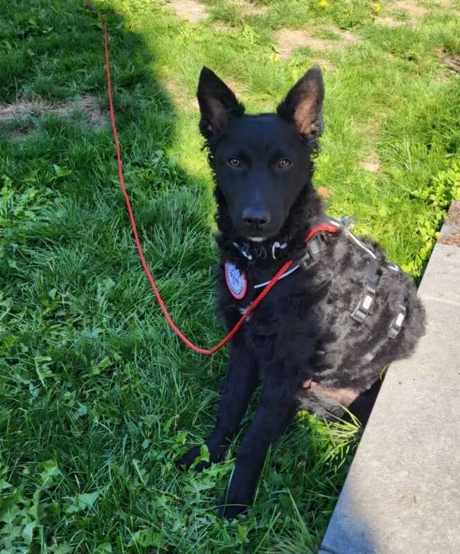 Malik, male young Mixed Breed for adoption at Ankerhunde e.V., Novi Grad