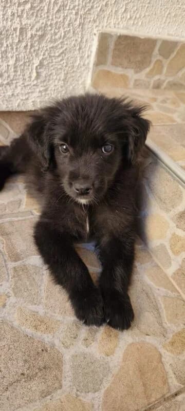 Timo, male puppy Mixed Breed for adoption at Ankerhunde e.V., Novi Grad