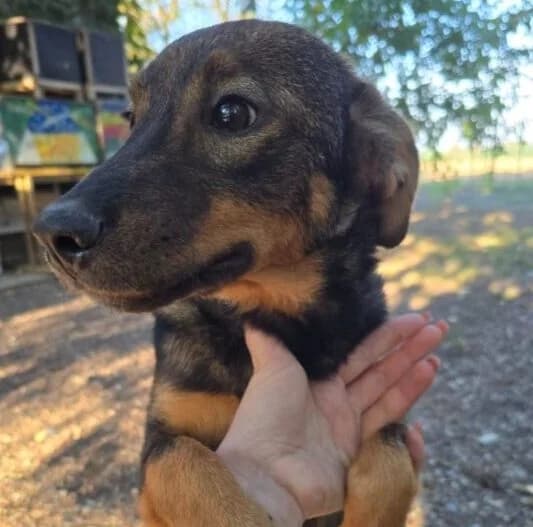 Mia, female puppy Mixed Breed for adoption at Ankerhunde e.V., Novi Grad