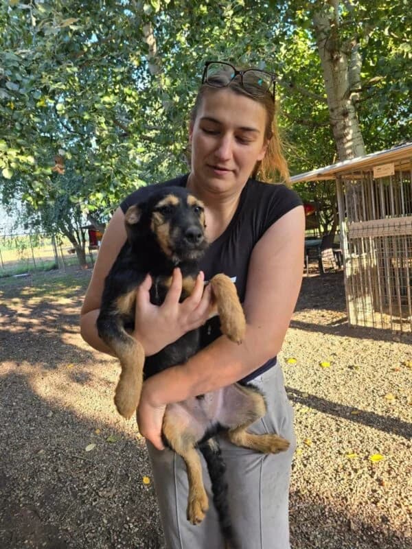 Rio, puppy Mixed Breed for adoption at Ankerhunde e.V., Novi Grad