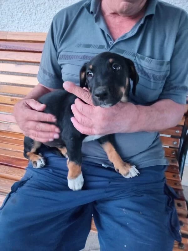 Miki, male puppy Mixed Breed for adoption at Ankerhunde e.V., Novi Grad
