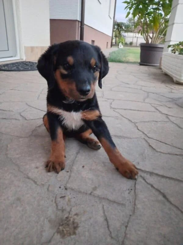 Sasu, male puppy Mixed Breed for adoption at Ankerhunde e.V., Novi Grad